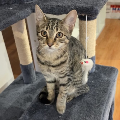 Lilo - Domestic Short Hair (DSH) Cat