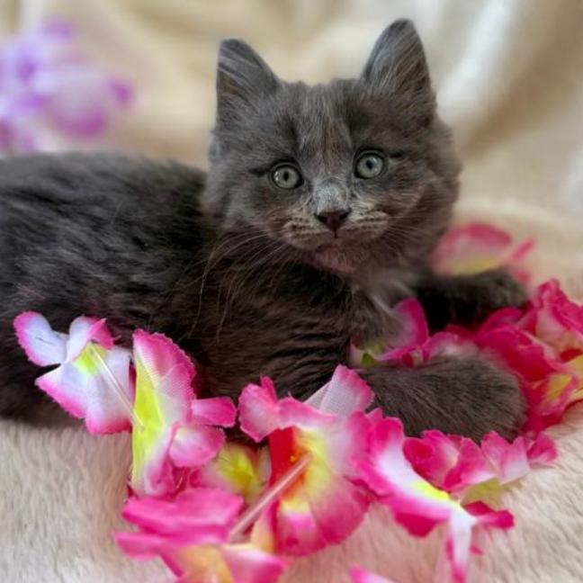 Photo of Huxley 💙