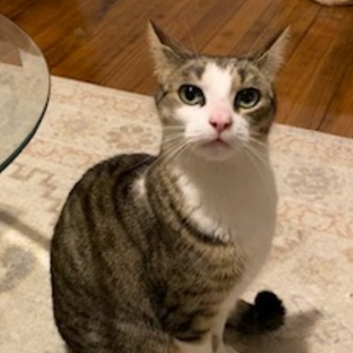 Charlotte  - Domestic Short Hair (DSH) Cat