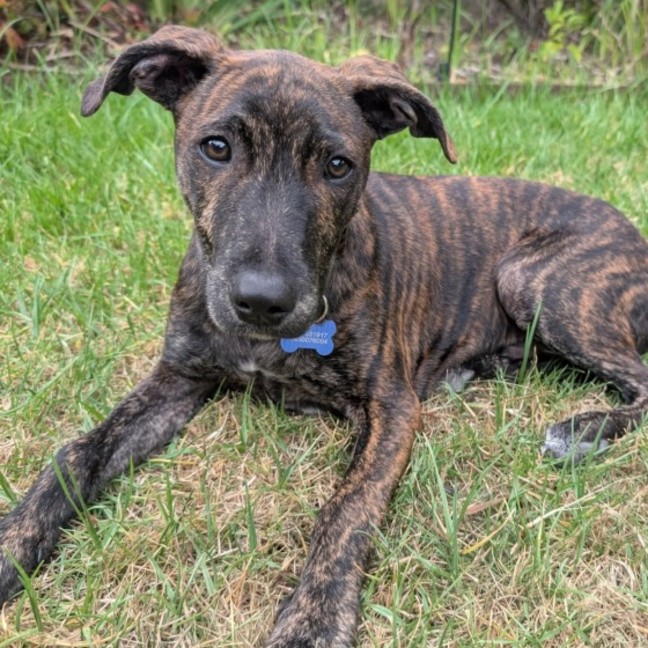 Photo of Chico