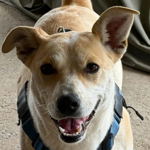 Buttercup - Mixed breed Dog