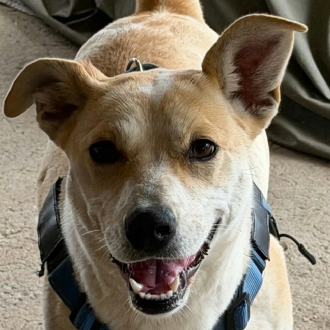 Photo of Buttercup