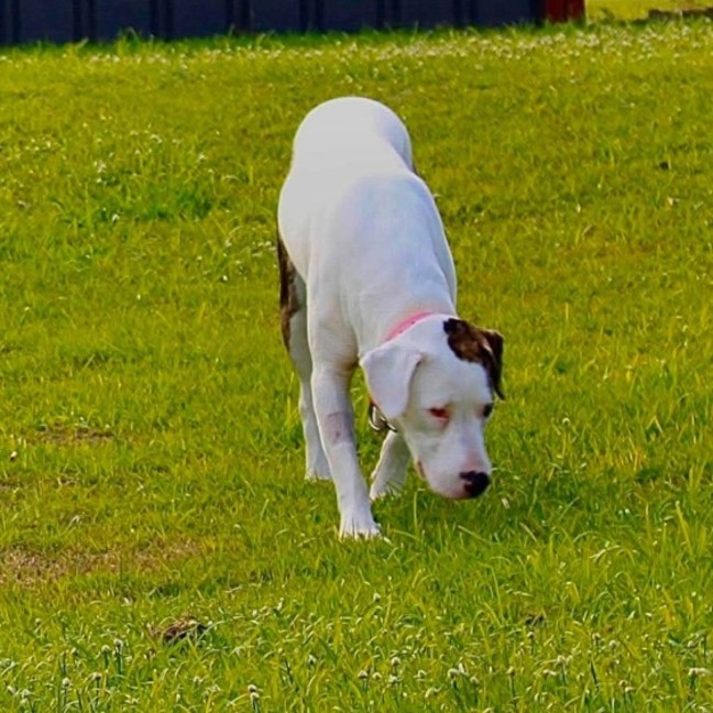 Photo of Cleo *Pet Of The Week*