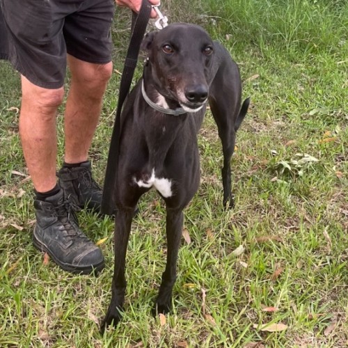 George - Greyhound Dog