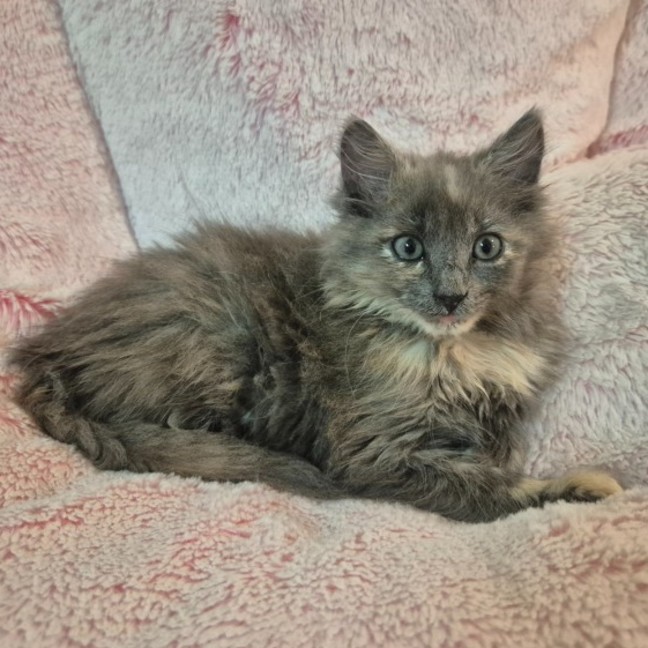 Photo of Cleo