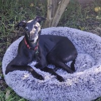 Photo of Zipping Indy