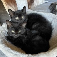 Photo of Ink **2nd Chance Cat Rescue**