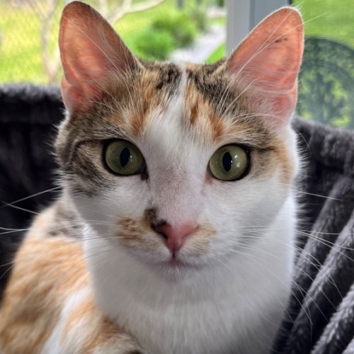 Lily - Domestic Short Hair (DSH) Cat