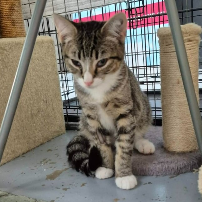 Photo of Hansel ** 2nd Chance Rescue **