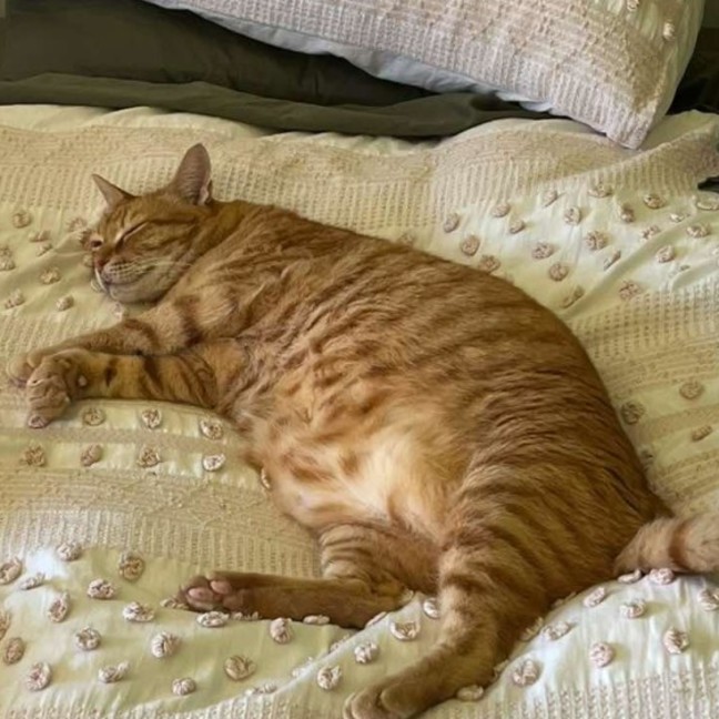 Photo of Cosmos/Garfield 