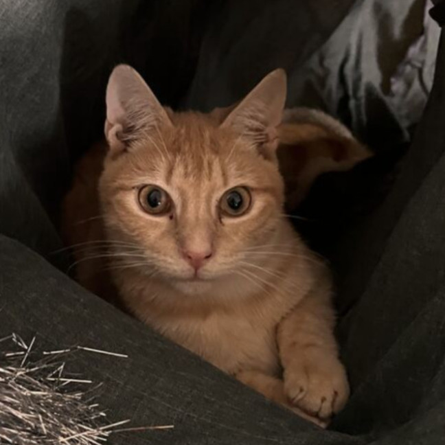 Photo of Cider