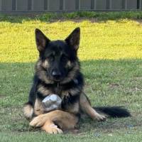 Photo of Kovu