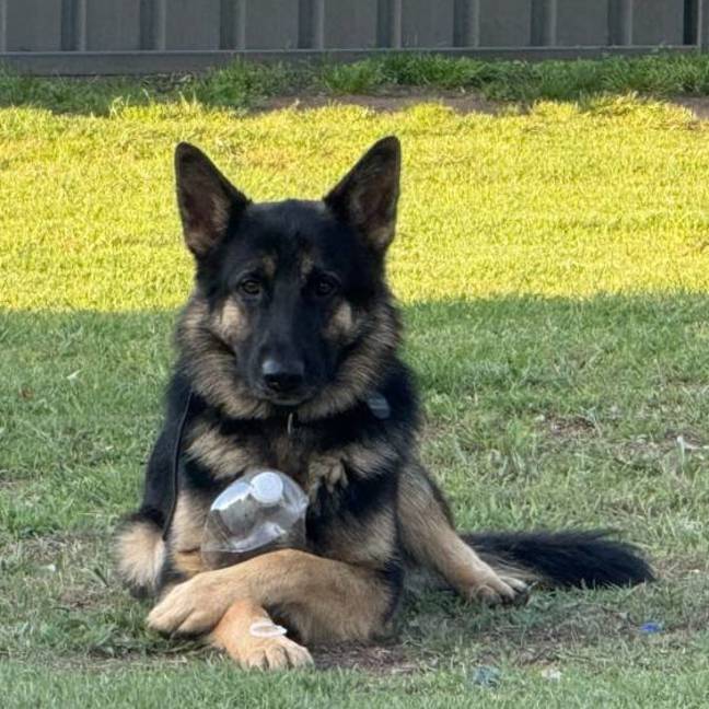 Photo of Kovu