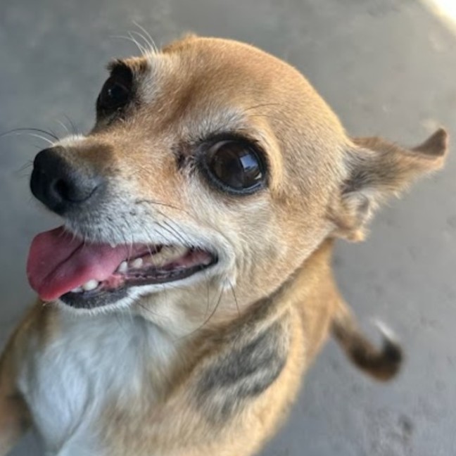 Photo of Bonny (Bon Bon)