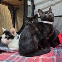 Photo of Evita ** 2nd Chance Cat Rescue**