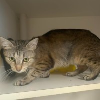 Photo of Daenerys
