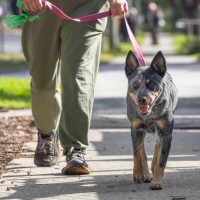 Photo of Ranger