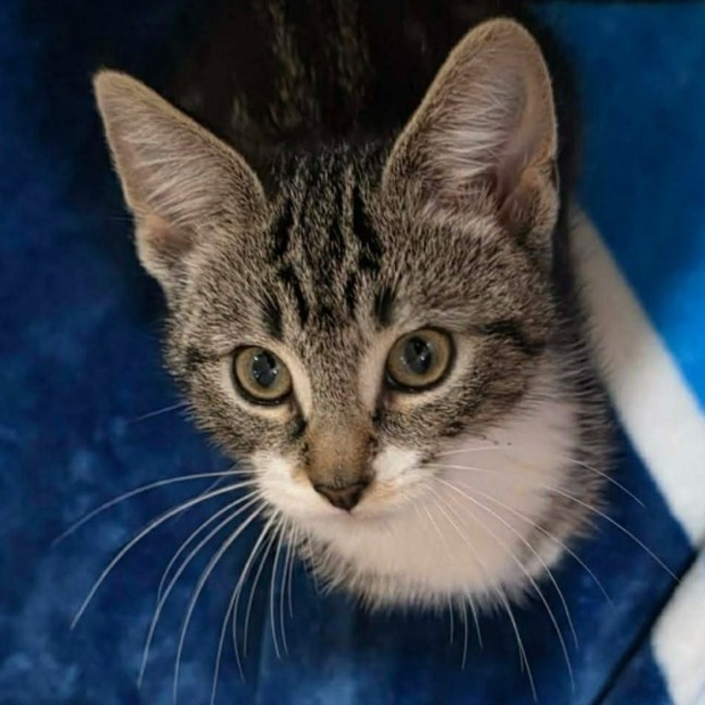 Photo of Juno ** 2nd Chance Cat Rescue **