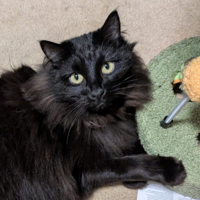 Photo of Rollie