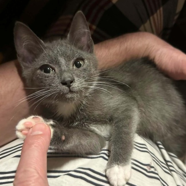 Photo of Sapphire**2nd Chance Cat Rescue**