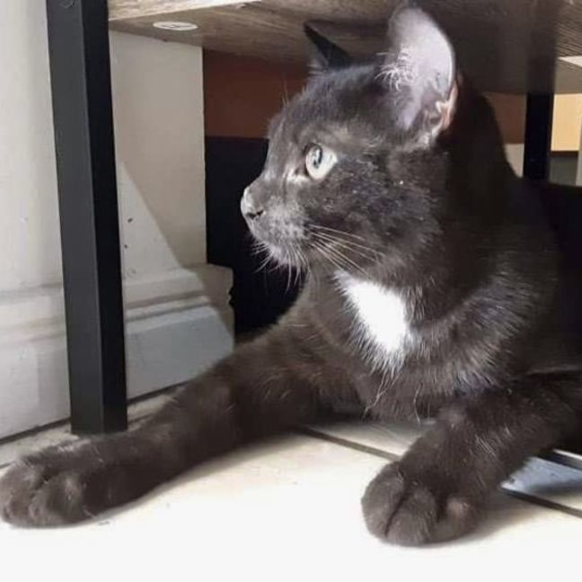 Photo of Kovu