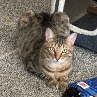 Photo of Monty (Empty The Nest $50 Adoption Special)