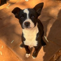 Photo of Dolly