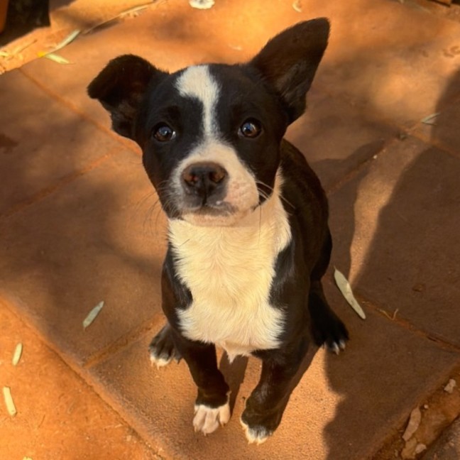 Photo of Dolly