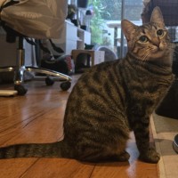 Photo of Saffron