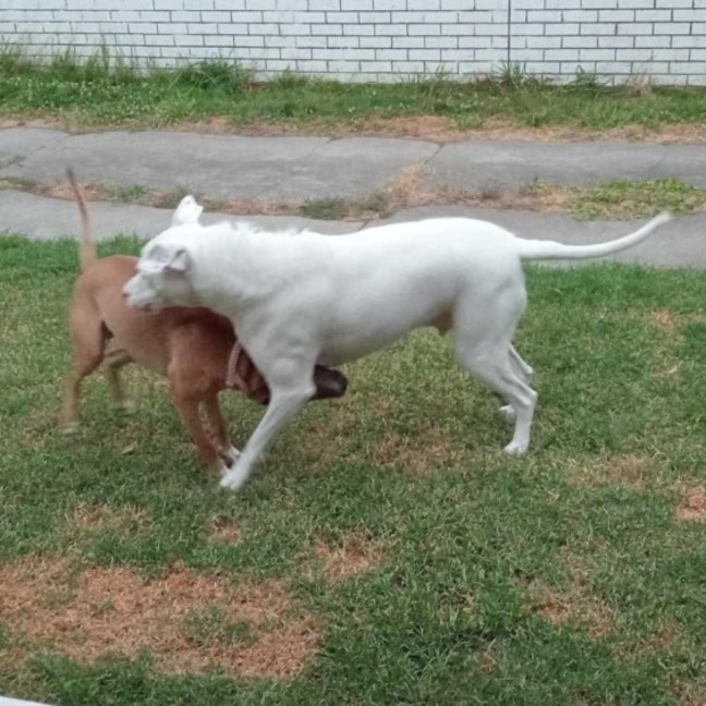 Photo of Santa’s Little Helper