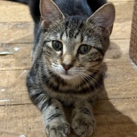 Photo of Olive