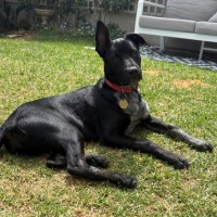 Photo of Chantilly Lace