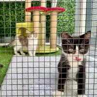 Photo of 🖤 Sylvester 🖤