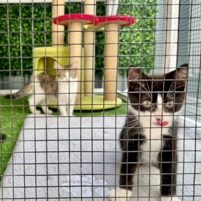 Photo of 🖤 Sylvester 🖤