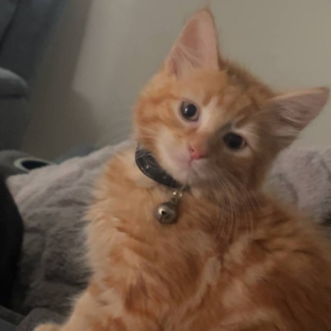 Photo of Matzo   Located In Pakenham