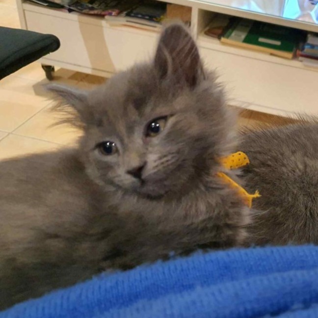 Photo of Richo ** 2nd Chance Cat Rescue**