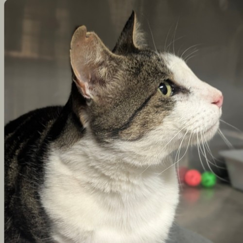 Timmy - Domestic Short Hair (DSH) Cat