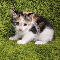 Photo of Echo