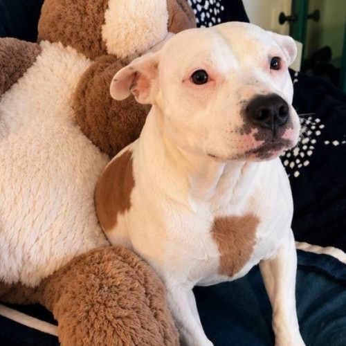 Vida  - Bull Arab Dog