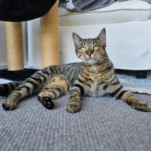 Sibel 🌺 - Domestic Short Hair (DSH) Cat