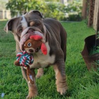 Photo of Pebbles