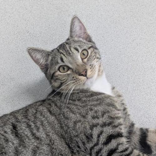 🪶 Teddy 7475🪶 - Domestic Short Hair (DSH) Cat