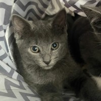 Photo of Linus