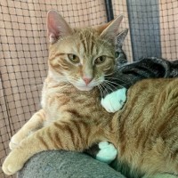 Photo of Henry Smith ** 2nd Chance Cat Rescue **