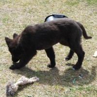 Photo of Blackie   Volk