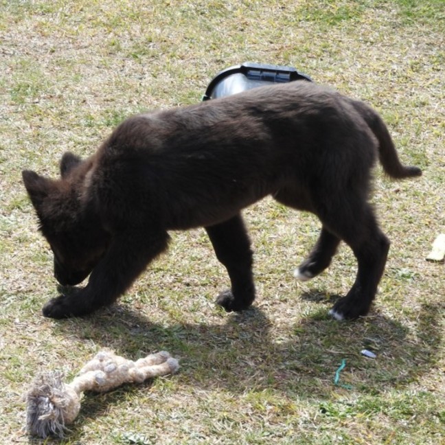 Photo of Blackie   Volk