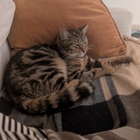 Photo of Linus 
