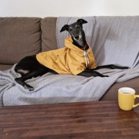 Photo of Zipping Indy