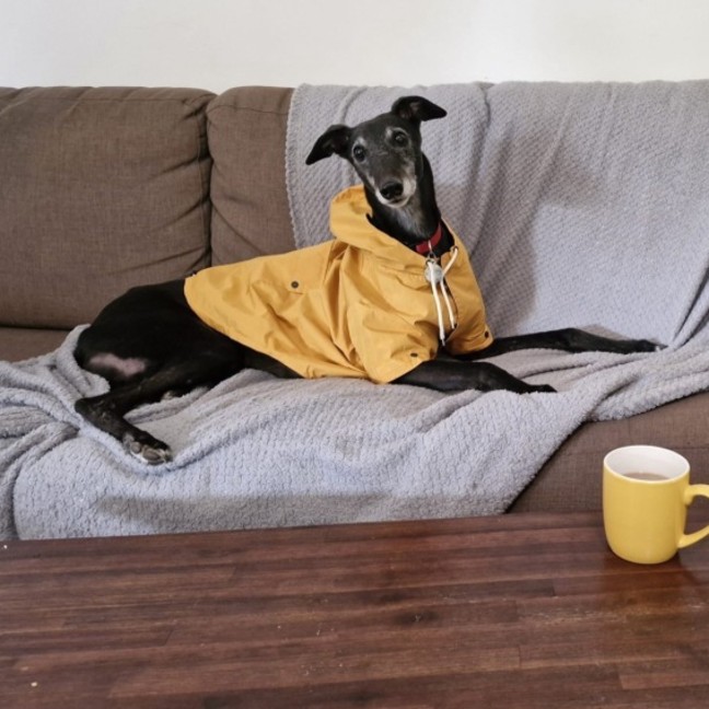 Photo of Zipping Indy