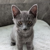 Photo of Niles